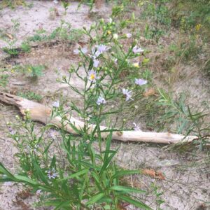 Symphyotrichum laeve.jpg