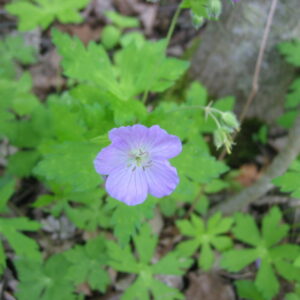 Geranium maculatum.jpeg
