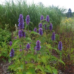 hyssop.jpg