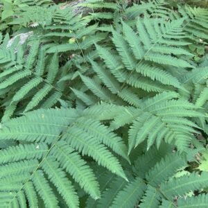 Dryopteris goldiana.jpg