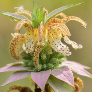 Screen Shot 2022-09-29 at 1.59.39 PM.png