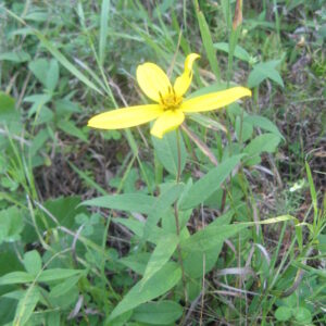 Helianthus strumosus.jpg