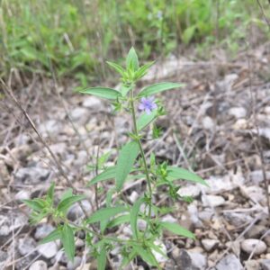 Trichostema brachiatum.jpeg