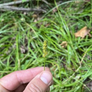 Carex cephaloidea.jpg