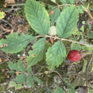 Rosa acicularis 1.jpg