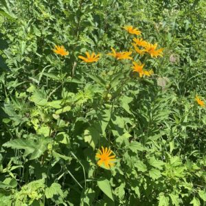 Heliopsis helianthoides.jpg