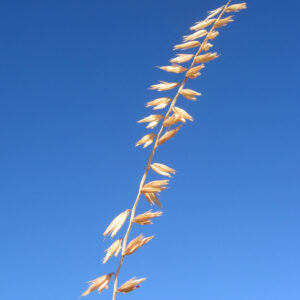 sideoats grama.jpg