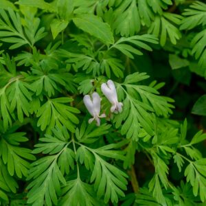 Squirrel Corn Wildflowers bloom by the Rainbow Falls Trail, near Gatlinburg, Tennessee..jp
