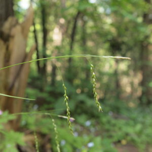 Carex arctata_2.jpeg