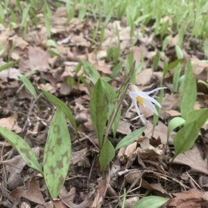 Erythronium albidum.jpg