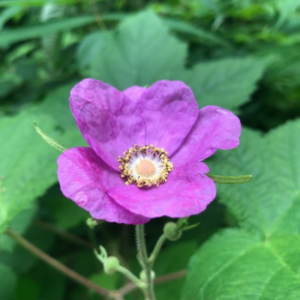 Screen Shot 2024-05-22 at 4.19.38 AM.png