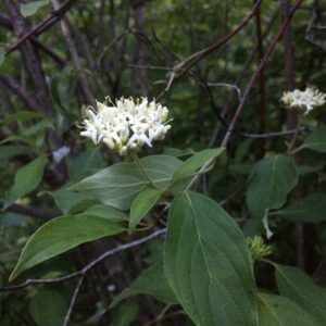 Cornus amomum_1.jpg