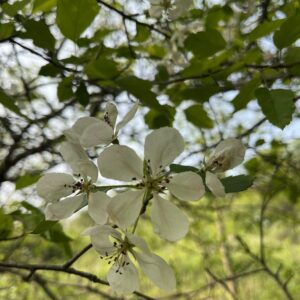 Malus coronaria_1.jpg