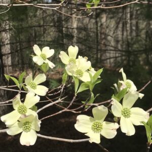 flowering dogwood.jpg
