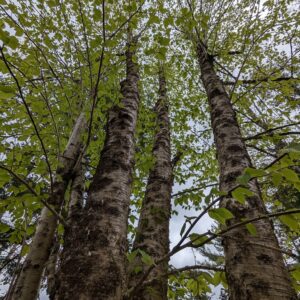 yellowbirch.jpg