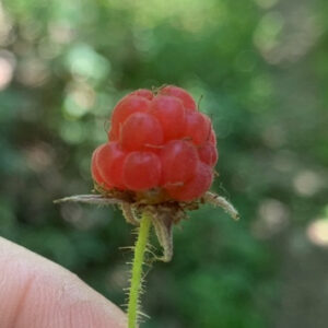 Red Raspberry_edited.jpg