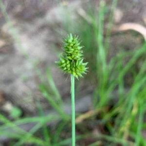 oval headed sedge_2_edited.jpg