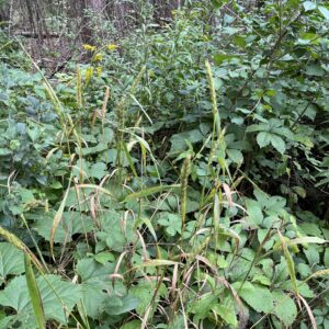 Buckthorn Buster.jpg