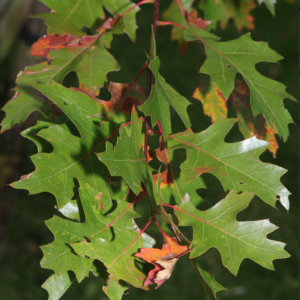 Screen Shot 2025-02-13 at 8.20.07 AM.png