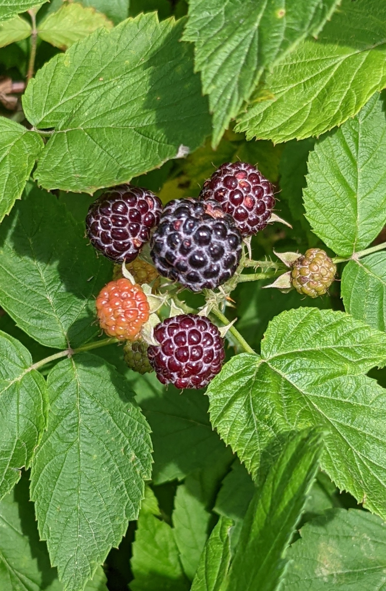 Raspberry Origin Country Black Raspberry - Origin Native Plants - Ontario Wildflowers, Trees ...