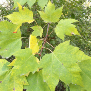 Screen Shot 2025-02-13 at 8.34.50 AM.png