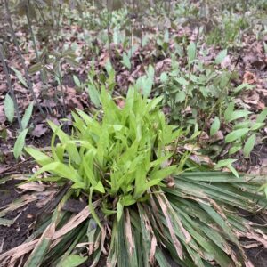 Carex plantaginea 1.jpg