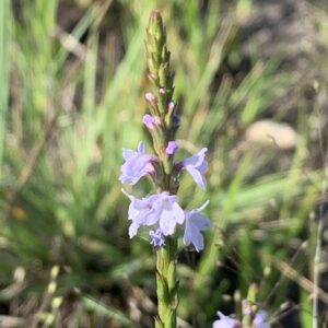 Verbena simplex.jpg