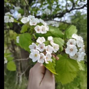 Screenshot 2025-06-14 05.11.42.png