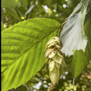 Screen Shot 2025-07-17 at 11.23.38 AM.png