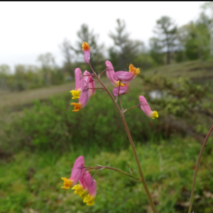 Screenshot 2025-07-27 11.54.59.png