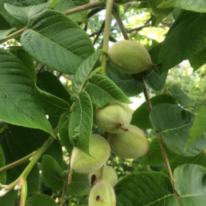 Screenshot 2025-08-20 07.45.17.png