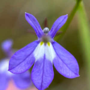 Screenshot 2025-08-21 07.16.19.png