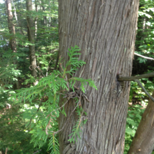 Screenshot 2025-10-22 04.50.25.png