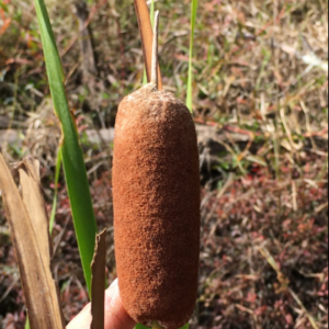 Screenshot 2025-10-13 11.36.37.png