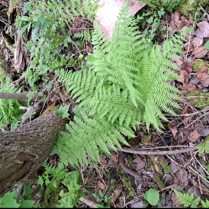 Screenshot 2025-10-13 20.17.25.png