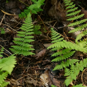 Ferns and Horsetails