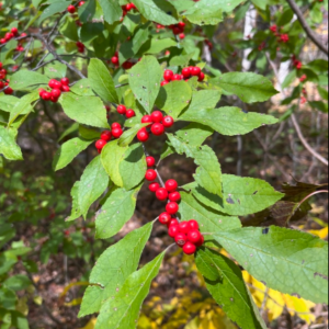 Winterberry