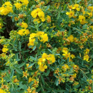Shrubby St Johns Wort