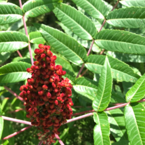 Smooth Sumac