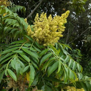 Winged Sumac
