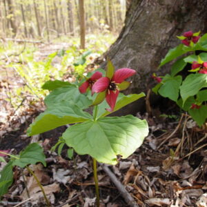 Perennial Wildflowers
