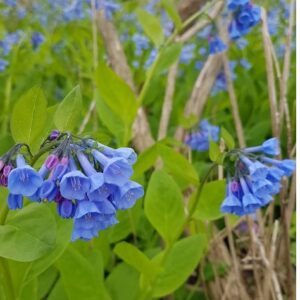 Spring 2026 Pre-Order