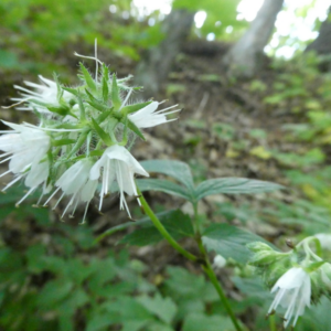 Virginia Water-leaf (1 Gallon Pots)
