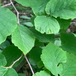 Witch Hazel (5.5 inch pots)