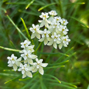 Whorled Milkweed