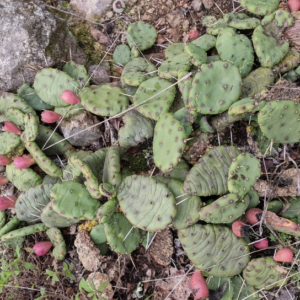 Eastern Prickly Pear