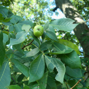 Shagbark Hickory (1 Gallon Pots)