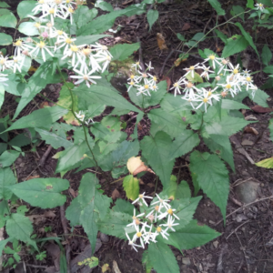 White Wood Aster (1 Gallon Pots)