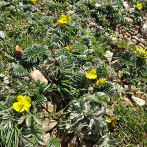 Silverweed