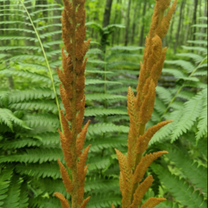 Cinnamon Fern